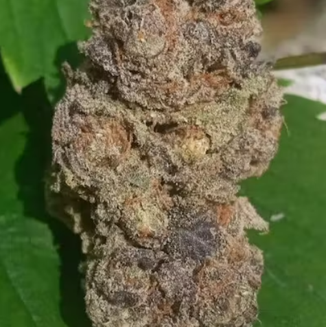 BLUE ALASKAN THUNDERFUCK *1/2 oz sale*