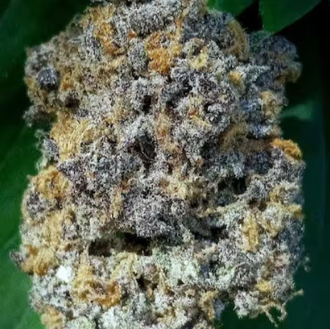BLUE MAGOO × GRAPEFRUIT f3 #14 (aka FRUIT PUNCH)